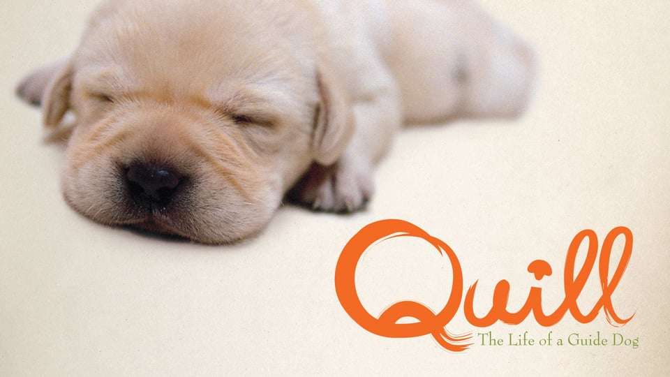 Promotional art for film Quill: The Life of a Guide Dog
