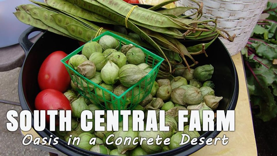 South Central Farm: Oasis In A Concrete Desert | Kanopy