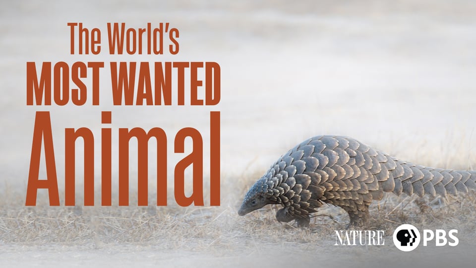 The World's Most Wanted Animal | Kanopy