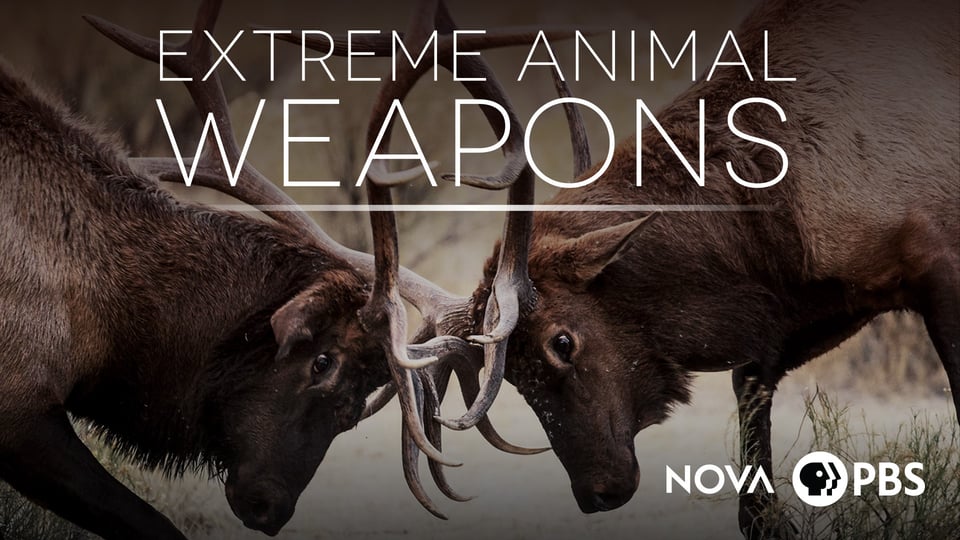Extreme Animal Weapons | Kanopy