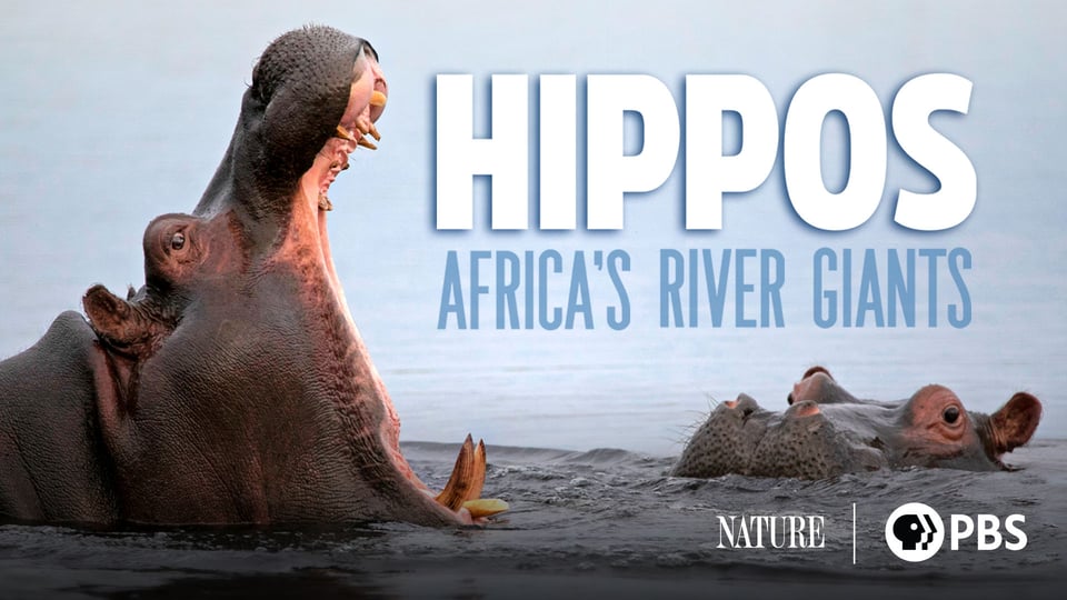 NATURE: HIPPOS - AFRICA'S RIVER GIANTS NEW DVD 841887043472