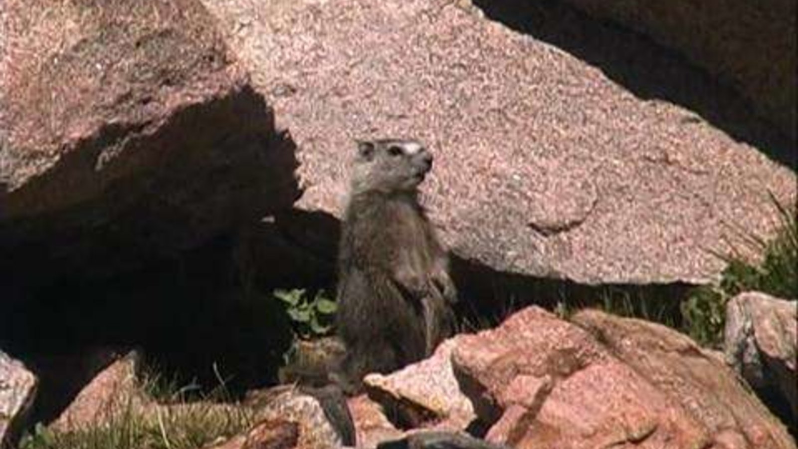 Sheep Eaters, Part 2- Plants & Minerals