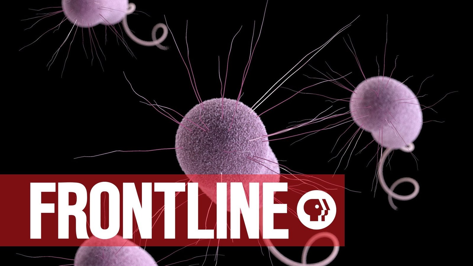 Hunting the Nightmare Bacteria