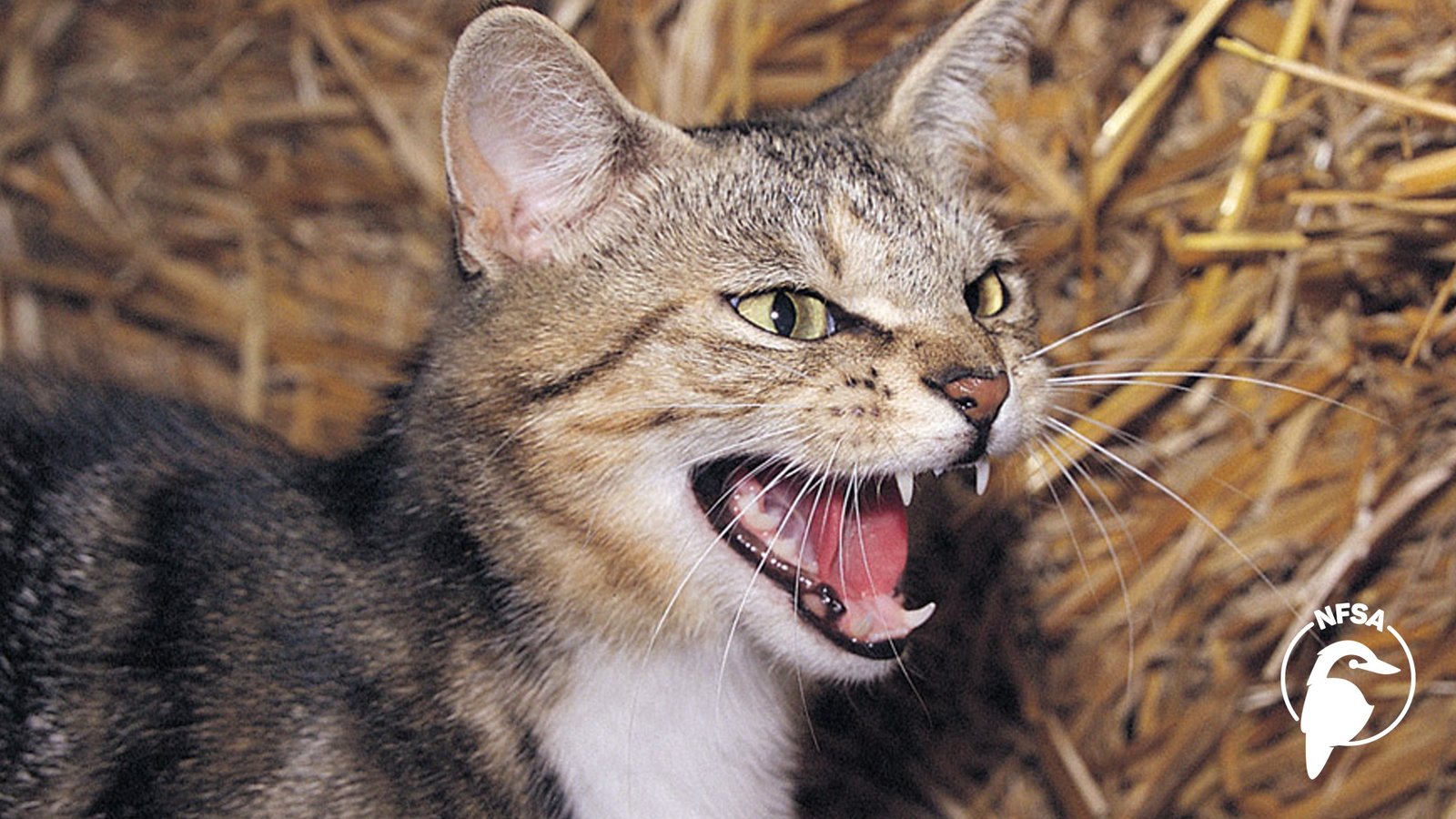 Ten Million Wildcats