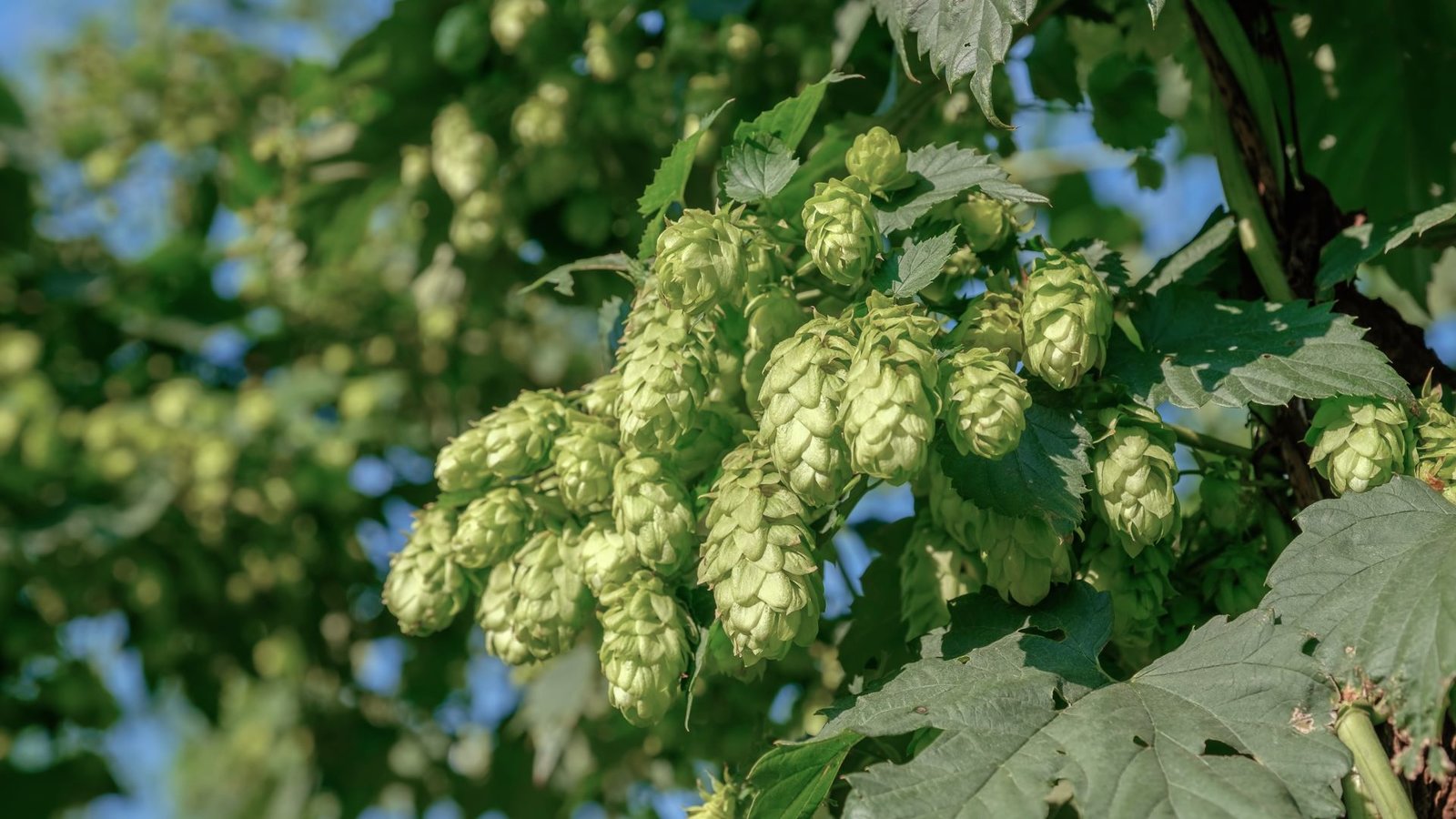 Malt, Hops, Yeast, Water How Beer Is Made Kanopy