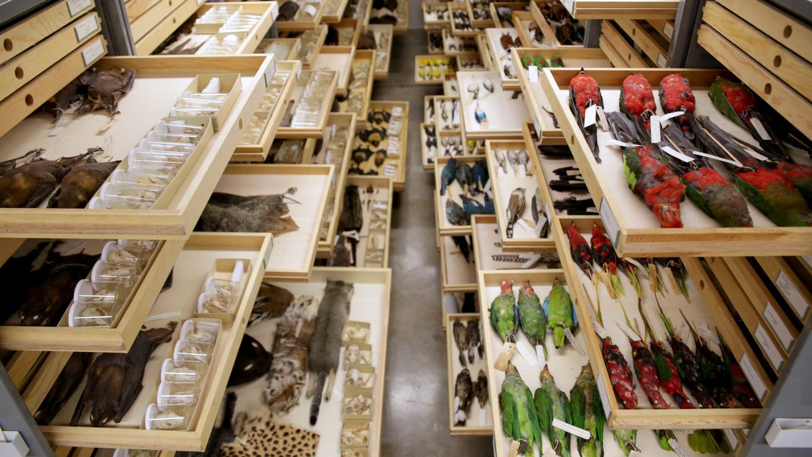 Archives of Extinction
