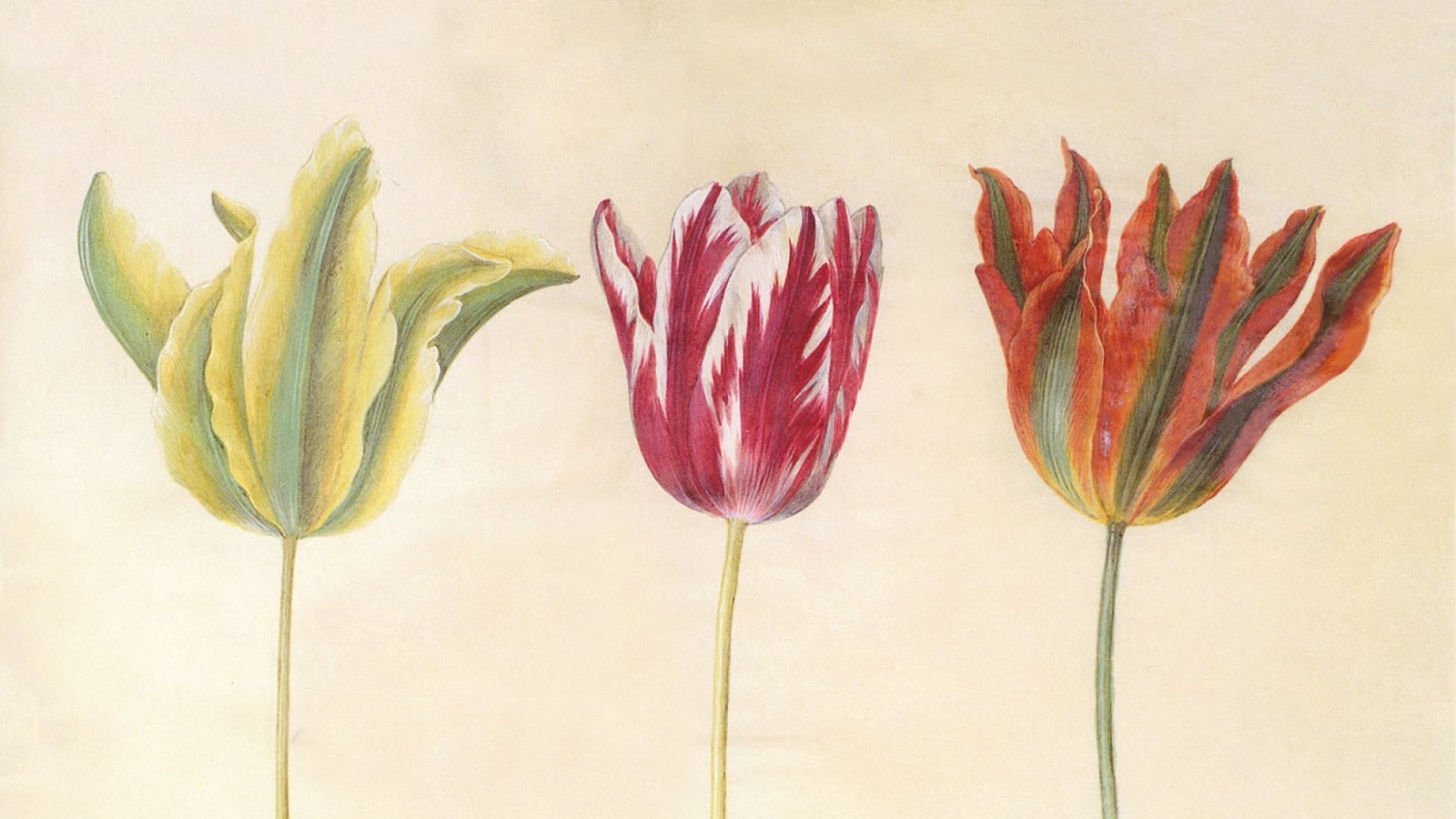 The Tulip Bubble Kanopy