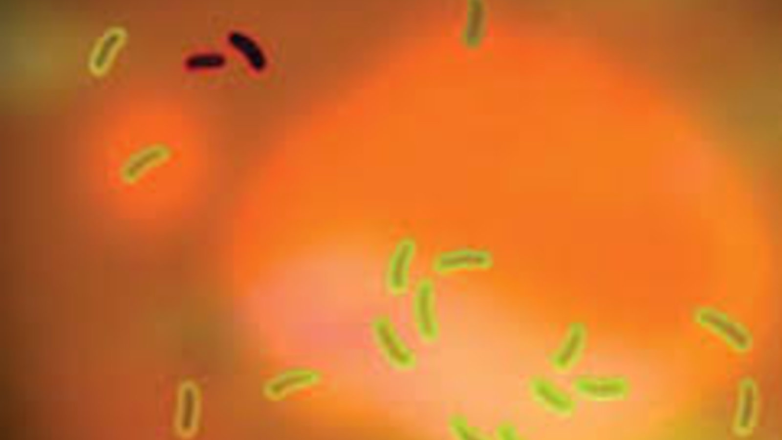 Rise of the Superbugs