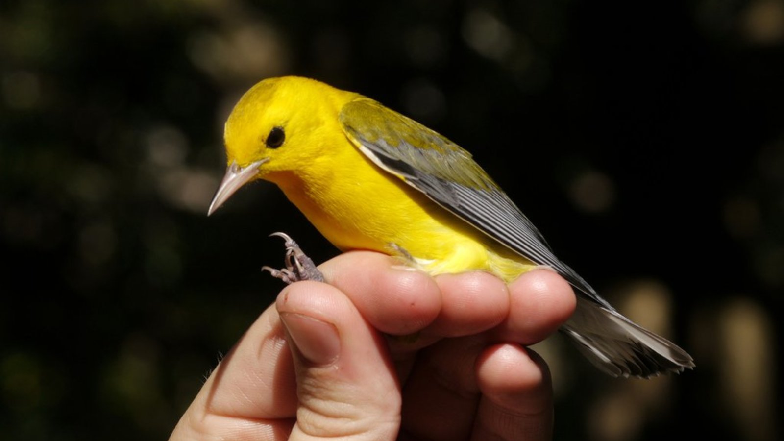 Field Biologist - What Makes Someone a Scientist?