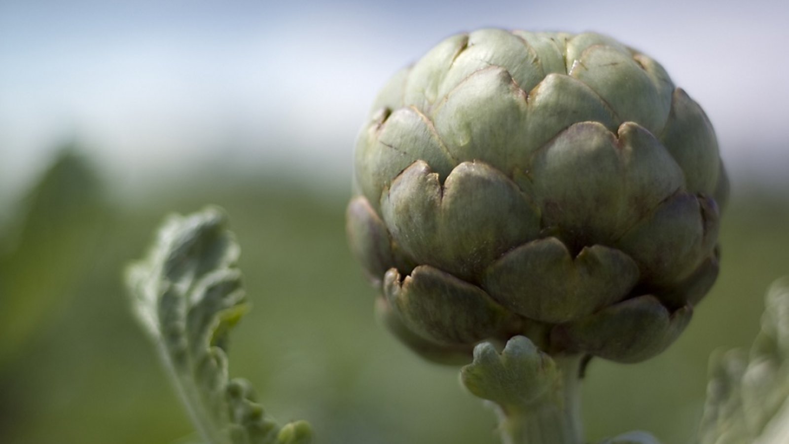 Ingredients - The Local Food Movement Takes Root