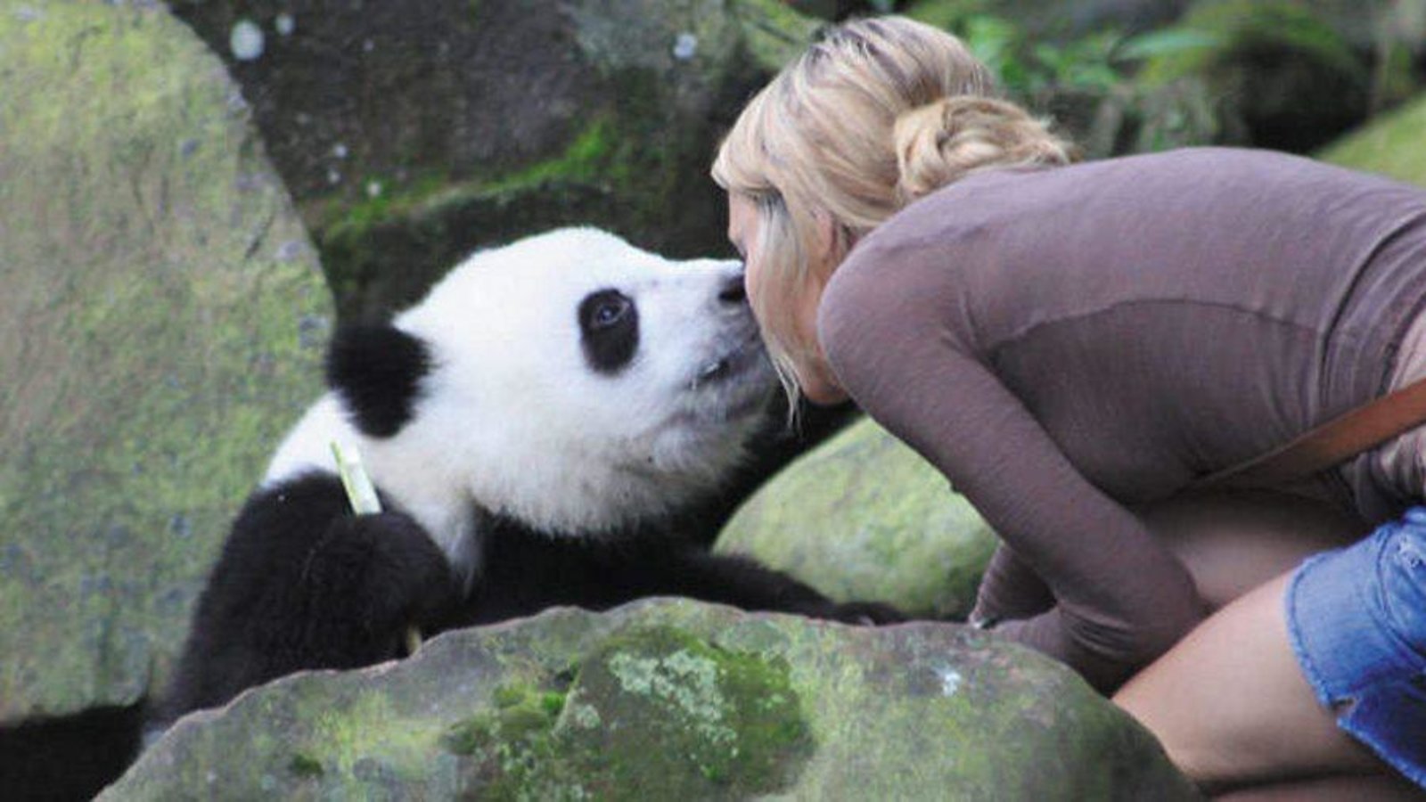 Sneezing Baby Panda Kanopy