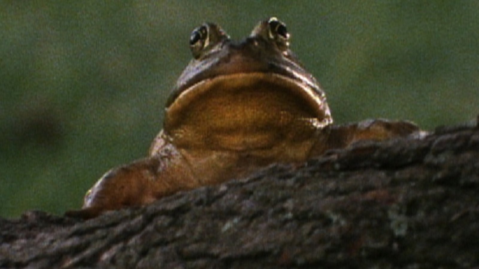 Frog, Where are You?