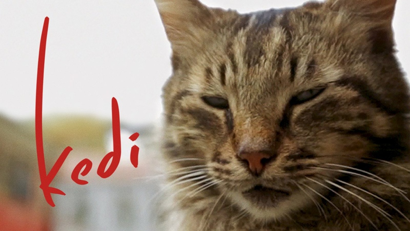 Kedi - The Cats of an Ancient City