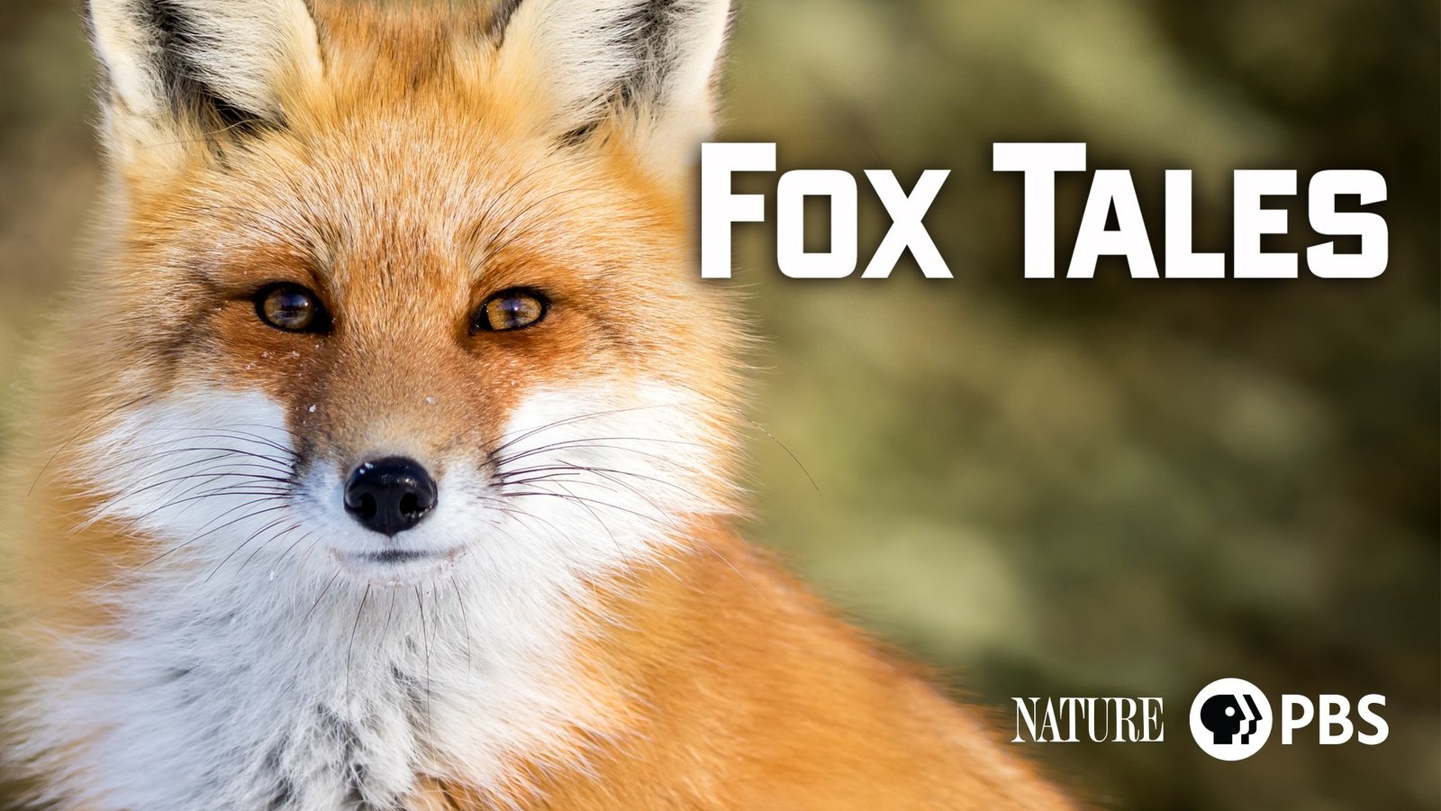 Fox Tales