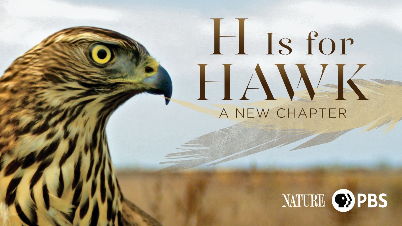 H Is for Hawk: A New Chapter