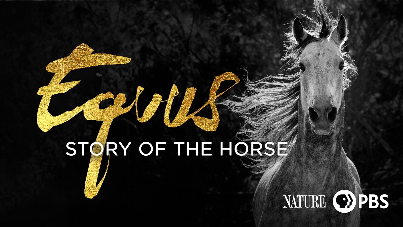 Nature: Equus "Story of the Horse"