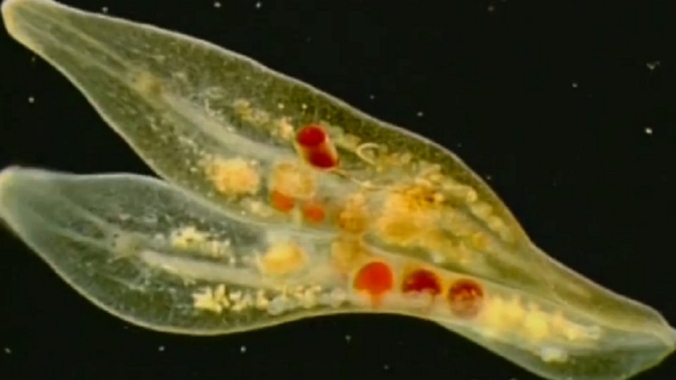 The Kingdom Protista