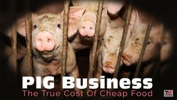 Pig Business: The Cost Of Cheap Food
