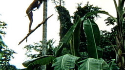 Climbing the Peach Palm