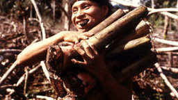 Firewood