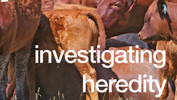 Investigating Heredity