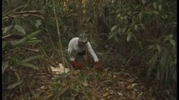 Ecology: Understanding Biodiversity