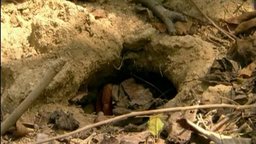 The Amazing Red Crabs of Christmas Island