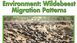 Environment: Wildebeest Migration Patterns