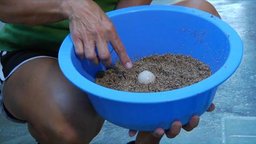 Sea Turtle Rescue