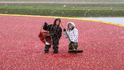 Cranberries