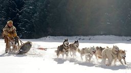 Dog Sledding