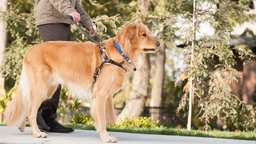 Guide Dogs
