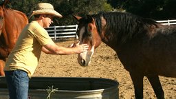 Horseback Riding