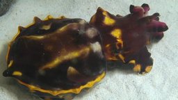 Monterey Bay Aquarium