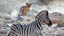 Why Don't Zebras Get Ulcers? Why Do We?