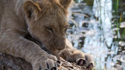 The African Morality Tale