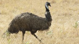 Aboriginal and Colonial Myths of Australia