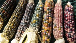 Nature in Native American Myth