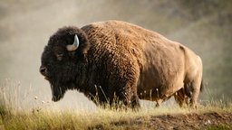 Mythology of the Plains Peoples