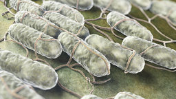 Viruses: Hijackers of Your Body’s Cells
