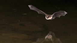 Zoonosis: Germs Leap from Animals to Humans