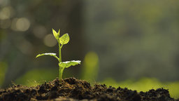 The Origin of Life