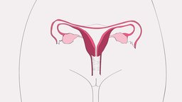 The Female Body