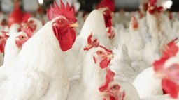 The Trouble with Chicken