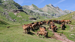 The Importance of the Nomads