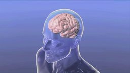 Drugs in the Brain