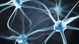 The Neurobiology of Self-Preoccupation