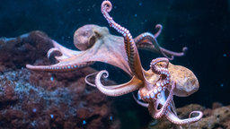 Fewer Octopuses or Less Octopi?