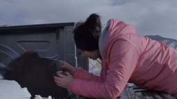 Bisonhead - Conserving a Traditional Hunt