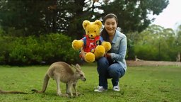 Kangaroos
